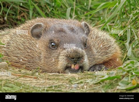 A Groundhog licks its teeth in front of the den Stock Photo - Alamy