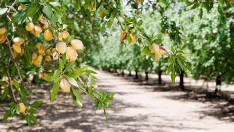 Almond Tree Varieties - Learn About Different Almond Trees For Gardens