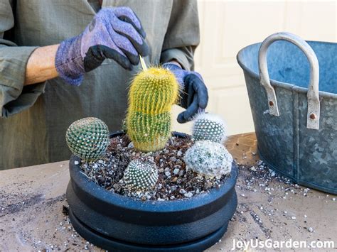 Cactus Arrangement DIY: Create & Care For A Cactus Dish Garden