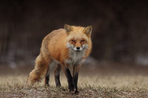 A Tale of Two Reds: Old-world versus New-world Red Fox — Furbearer ...