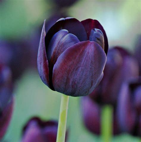 Dark Purple Tulips | Wallpapers Gallery