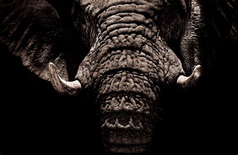 Elephant Tusks Free Stock CC0 Photo - StockSnap.io