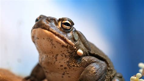 Colorado River Toad | Elmwood Park Zoo