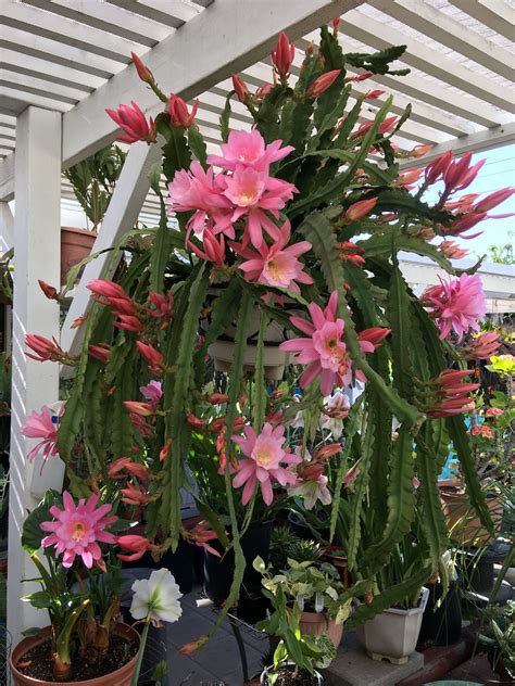 Hanging Cactus With Pink Flowers - Beautiful Insanity