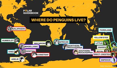 8 Must-Know Facts About Royal Penguins - Polar Guidebook