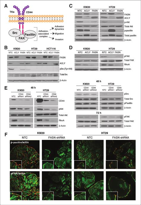 Inhibition of de novo lipogenesis affects expression of proteins ...