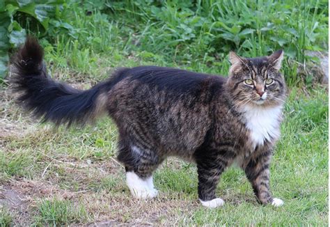 A Norwegian Forest cat in the UK—the breed overview