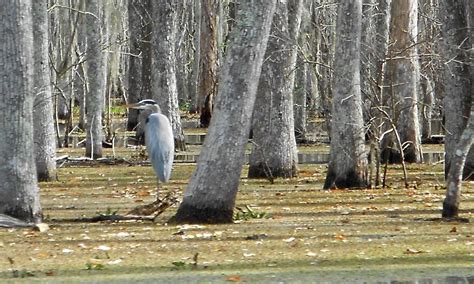 Bullwinkle's Travels: Honey Island Swamp