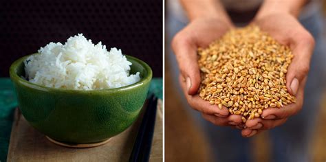 Wheat Vs. Rice | Which is Better Wheat Vs. Rice?