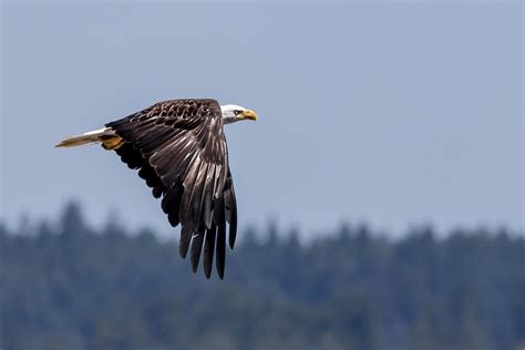 Bald Eagle Hunting Prey Photograph by Rob Green