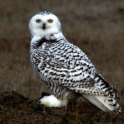 Endangered Species | Wild Animals | Conservation | Worldwide Wildlife: Snowy Owl