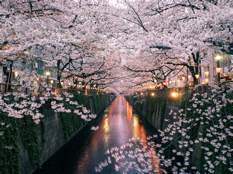 The Best Tokyo Neighborhood for Seeing Japan's Cherry Blossoms - Condé Nast Traveler