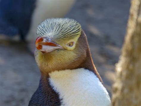 Where to See Penguins in New Zealand