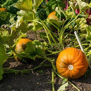 Why is my pumpkin not growing? It might be your own mistake | Ideal Home