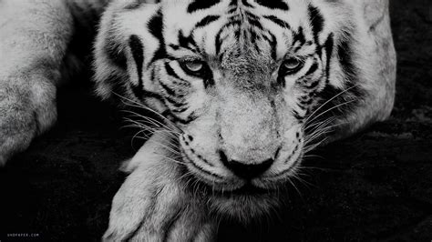 86 White Tiger Hd Wallpaper 4k Images & Pictures - MyWeb