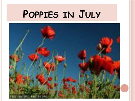 PPT - Poppies in July PowerPoint Presentation, free download - ID:1485587