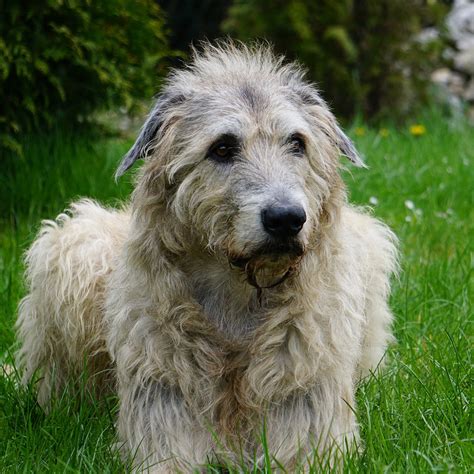 Irish Wolfhound Pedigree Database