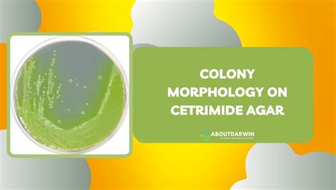 Cetrimide Agar: Uncover Its Composition, Principle, and More