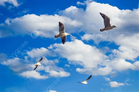 Bird Flying In The Clouds