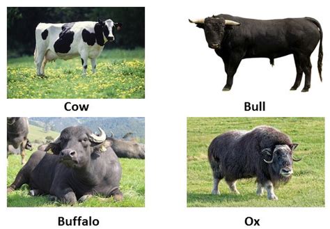 Ox Vs Cow Bull Buffalo - All About Cow Photos