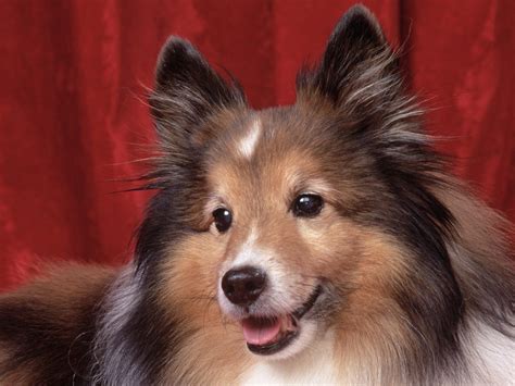 Cute Puppy Dogs: Shetland Sheepdog Puppies