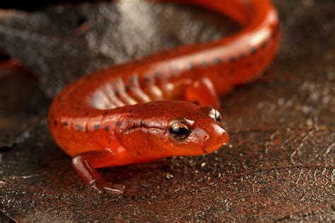 Carolina Sandhills Salamander: New species added to species-rich North Carolina