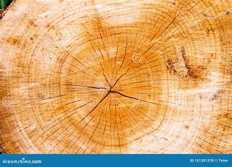 Tree trunk cross section stock photo. Image of material - 151301378