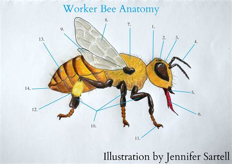 Bee Anatomy Illustration Final Keeping Backyard Bees