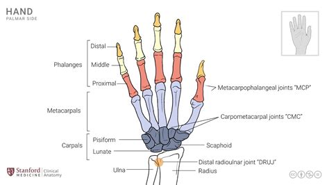 Joints Medstrat