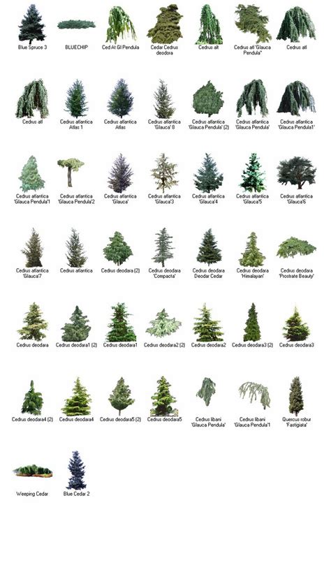 Printable Tree Identification Guide