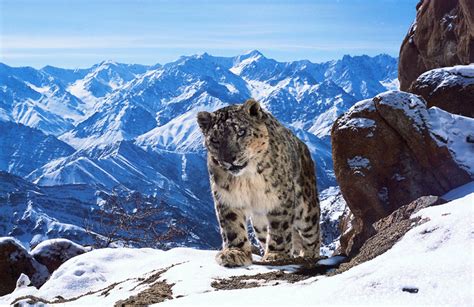 Rare Footage of the Elusive Snow Leopards of the Himalayas » TwistedSifter