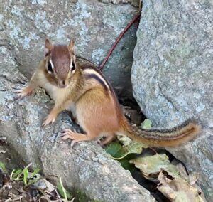 How Long Do Chipmunks Live? (Influencing Factors & Different Species)