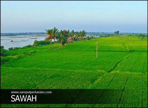 PENGERTIAN LAHAN SAWAH PASANG SURUT - Sampul Pertanian