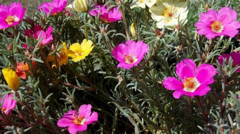 Portulaca grandiflora (Rose moss or Eleven o'clock) - Dear Plants