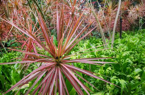 Dracaena (Dragon Tree): Care and Growing Guide