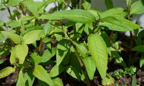 How to Plant, Grow, and Care for Vietnamese Coriander