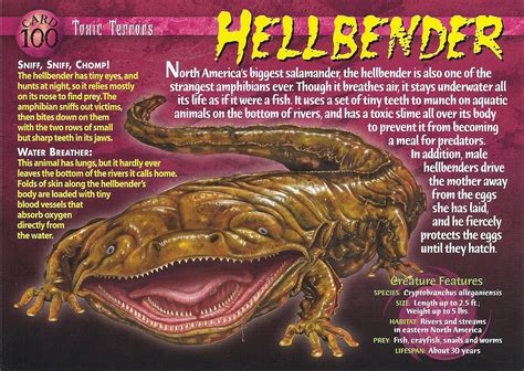 Hellbender | Weird n' Wild Creatures Wiki | FANDOM powered by Wikia