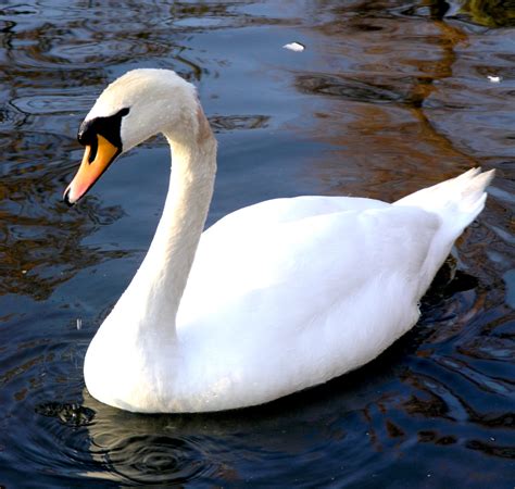 MUTE SWANS A THREAT TO WETLANDS AND WILDLIFE - Michigan United Conservation Clubs