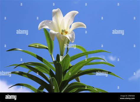 Tall growing white Easter lily flower with leaves known as Lilium ...