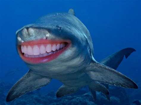 22 Shark With Human Teeth Pictures That Are Just Ridiculous