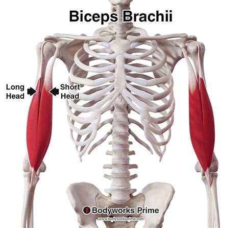 Bicep Muscles Anatomy