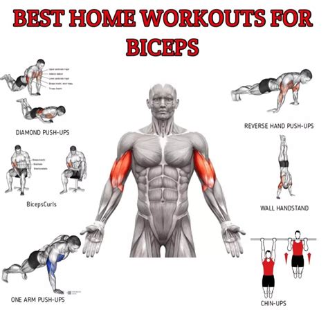 Biceps workout at home no equipment – Artofit