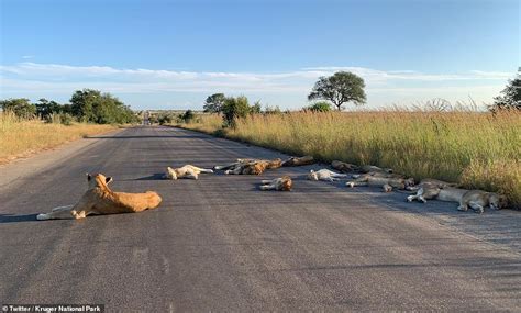 Pride of lions sleep in the road in South Africa - ReadSector