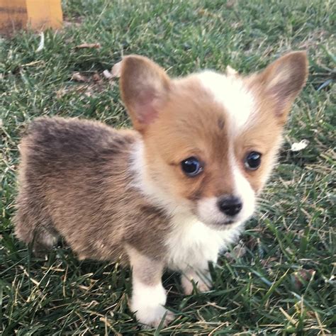 Corgi Puppies For Sale • Adopt Your Puppy Today • Infinity Pups