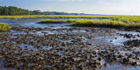 Marine and Estuarine Shellfish Beds – Atlantic Coastal Fish Habitat ...