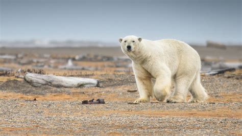 Haunting video of starving polar bear goes viral, breaks hearts | WFTV