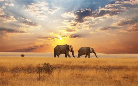 African Scenery Desktop Wallpaper - WallpaperSafari