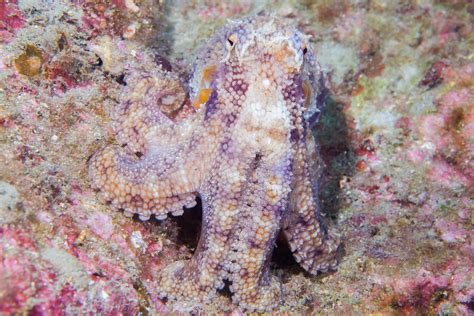 Ask-A-Scientist: How does an octopus camouflage itself?