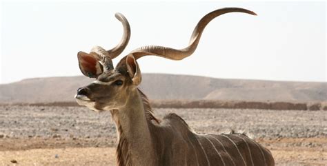 The Majestic Kudu. Explore the Beauty of Africa's Iconic Antelope,