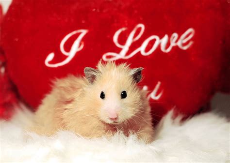 hamster | Ferret Lovers